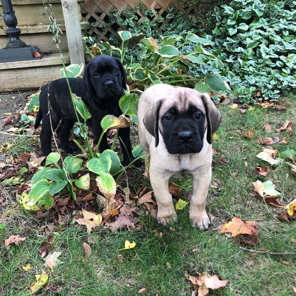 Meet your Posher, Emily - Picture 1 of 1